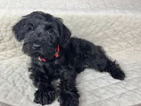 Miso, a female Miniature Schnauzer for sale in Highland, CA – Photo 1 of 4