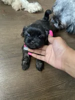 Smooch, a male Shih Tzu for sale in Indianapolis, IN – 6 of 8