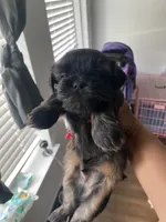 Smooch, a male Shih Tzu for sale in Indianapolis, IN – 5 of 8