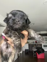 Smooch, a male Shih Tzu for sale in Indianapolis, IN – 1 of 8