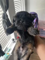 Smooch, a male Shih Tzu for sale in Indianapolis, IN – 7 of 8