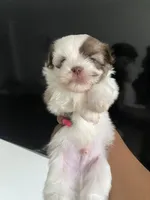 Blanco, a male Shih Tzu for sale in Indianapolis, IN – 4 of 5