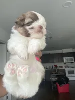 Blanco, a male Shih Tzu for sale in Indianapolis, IN – 5 of 5