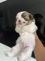 Blanco, a male Shih Tzu for sale in Indianapolis, IN – 3 of 5