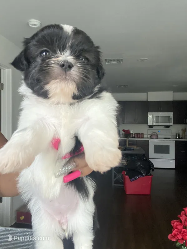 Orea  – Shih Tzu puppy for sale in Indianapolis, IN
