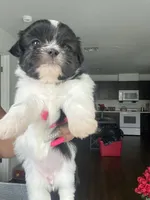 Orea , a female Shih Tzu for sale in Indianapolis, IN – 1 of 3