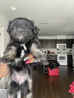 Exotic , a female Shih Tzu for sale in Indianapolis, IN – 2 of 3