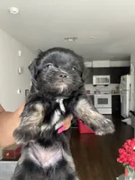 Exotic , a female Shih Tzu for sale in Indianapolis, IN – 1 of 3