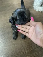 Smooch, a male Shih Tzu for sale in Indianapolis, IN – 2 of 8