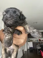 Smooch, a male Shih Tzu for sale in Indianapolis, IN – 3 of 8