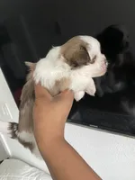 Blanco, a male Shih Tzu for sale in Indianapolis, IN – 2 of 5