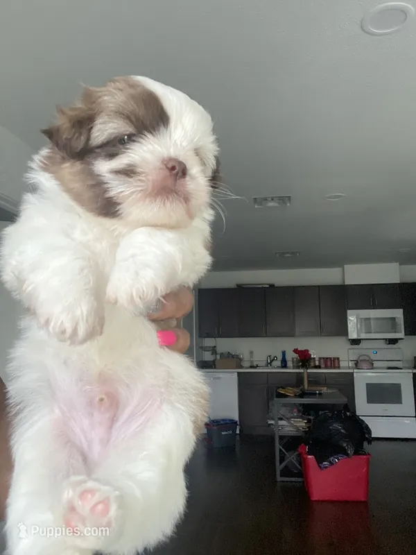 Blanco – Shih Tzu puppy for sale in Indianapolis, IN