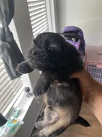 Smooch, a male Shih Tzu for sale in Indianapolis, IN – 4 of 8