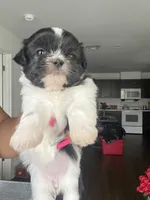 Orea , a female Shih Tzu for sale in Indianapolis, IN – 2 of 3