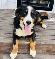 Black male puppy , a male Bernese Mountain Dog for sale in Greenville, OH – 2 of 3
