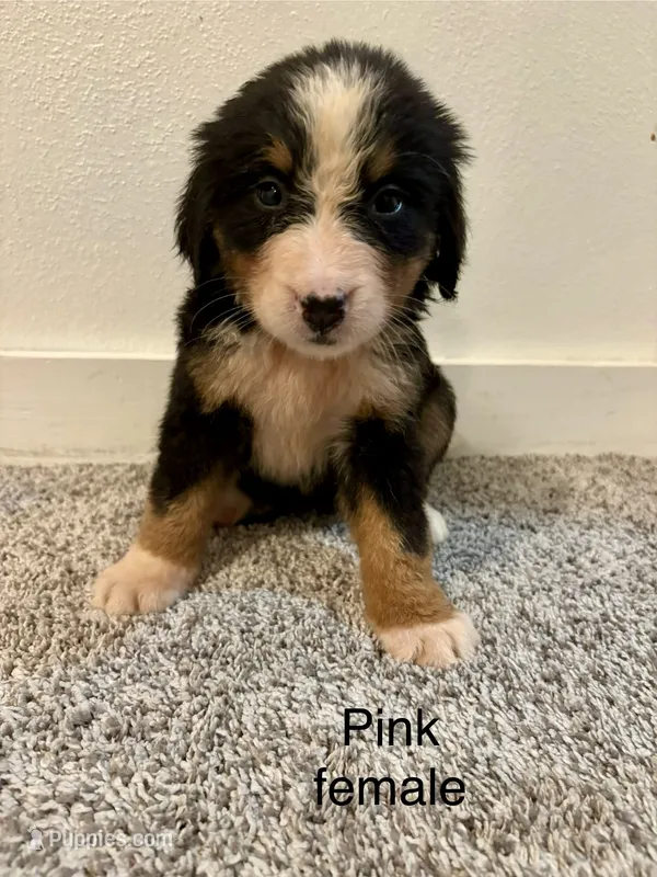 Pink collar female – Bernese Mountain Dog puppy for sale in Greenville, OH