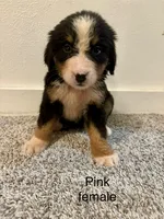 Pink collar female, a female Bernese Mountain Dog for sale in Greenville, OH – 1 of 3
