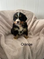 Orange male, a male Bernese Mountain Dog for sale in Greenville, OH – Photo 1 of 2