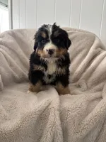 Orange male, a male Bernese Mountain Dog for sale in Greenville, OH – Photo 2 of 2