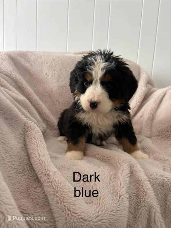 Dark Blue Male