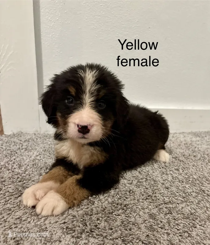 Yellow collar female  – Bernese Mountain Dog puppy for sale in Greenville, OH