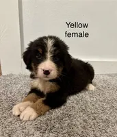 Yellow collar female , a female Bernese Mountain Dog for sale in Greenville, OH – 1 of 3