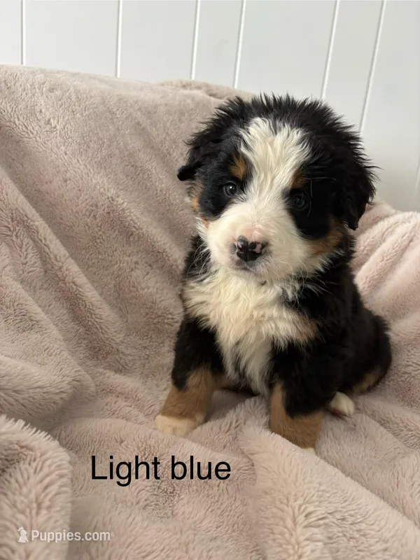 Light blue male aka (snowflake) 