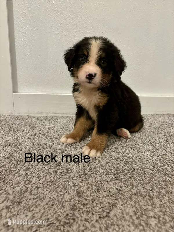 Black male puppy  – Bernese Mountain Dog puppy for sale in Greenville, OH