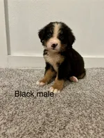 Black male puppy , a male Bernese Mountain Dog for sale in Greenville, OH – 1 of 3