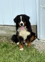 Yellow collar female , a female Bernese Mountain Dog for sale in Greenville, OH – 3 of 3