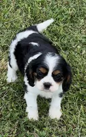 AKC female Tri color, a female Cavalier King Charles Spaniel for sale in Atoka, OK – 4 of 10