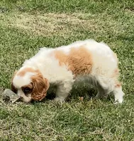 Blenheim female puppy , a female Cavalier King Charles Spaniel for sale in Atoka, OK – 2 of 10