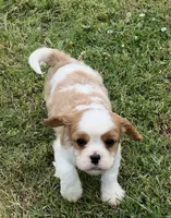 AKC male Blenheim puppy , a male Cavalier King Charles Spaniel for sale in Atoka, OK – 7 of 9