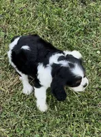 AKC female Tri color, a female Cavalier King Charles Spaniel for sale in Atoka, OK – 5 of 10