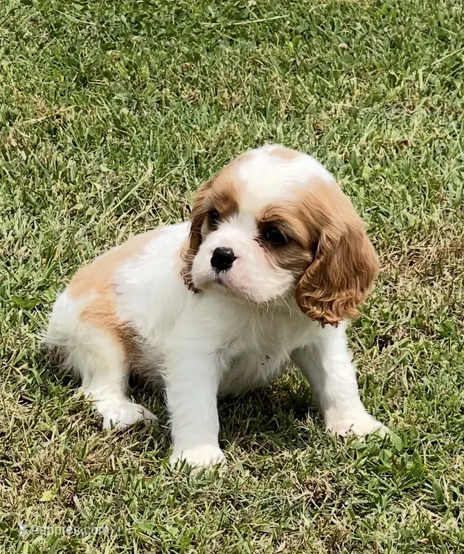 AKC female Blenheim  – Cavalier King Charles Spaniel puppy for sale in Atoka, OK