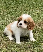 AKC female Blenheim , a male Cavalier King Charles Spaniel for sale in Atoka, OK – 1 of 10