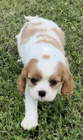 AKC female Blenheim , a male Cavalier King Charles Spaniel for sale in Atoka, OK – 2 of 10