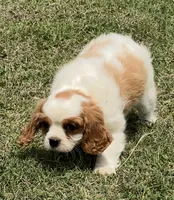 Blenheim female puppy , a female Cavalier King Charles Spaniel for sale in Atoka, OK – 4 of 10