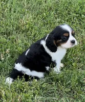 AKC female Tri color, a female Cavalier King Charles Spaniel for sale in Atoka, OK – 6 of 10