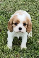 AKC female Blenheim , a male Cavalier King Charles Spaniel for sale in Atoka, OK – 4 of 10