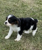 AKC female Tri color, a female Cavalier King Charles Spaniel for sale in Atoka, OK – 8 of 10