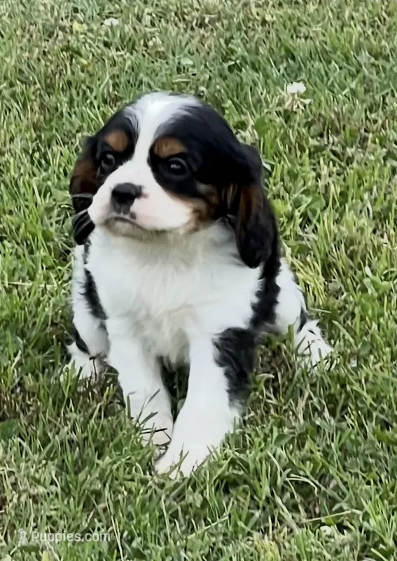 AKC female Tri color – Cavalier King Charles Spaniel puppy for sale in Atoka, OK