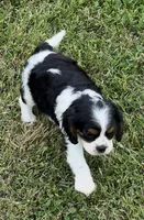 AKC female Tri color, a female Cavalier King Charles Spaniel for sale in Atoka, OK – 9 of 10