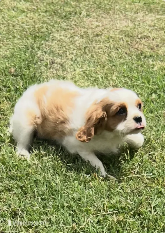 Blenheim female puppy  – Cavalier King Charles Spaniel puppy for sale in Atoka, OK