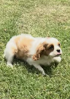 Blenheim female puppy , a female Cavalier King Charles Spaniel for sale in Atoka, OK – 1 of 10