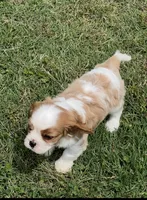 AKC male Blenheim puppy , a male Cavalier King Charles Spaniel for sale in Atoka, OK – 5 of 9