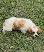 Blenheim female puppy , a female Cavalier King Charles Spaniel for sale in Atoka, OK – 3 of 10