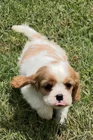 AKC female Blenheim , a male Cavalier King Charles Spaniel for sale in Atoka, OK – 5 of 10