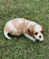 AKC male Blenheim puppy , a male Cavalier King Charles Spaniel for sale in Atoka, OK – 4 of 9