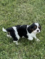 AKC female Tri color, a female Cavalier King Charles Spaniel for sale in Atoka, OK – 10 of 10